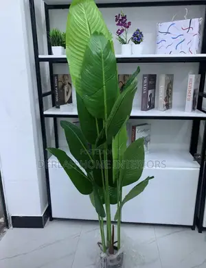 Indoor Green Banana Plants
