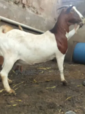 Quality Exotic Goats and Local Goats for Sale
