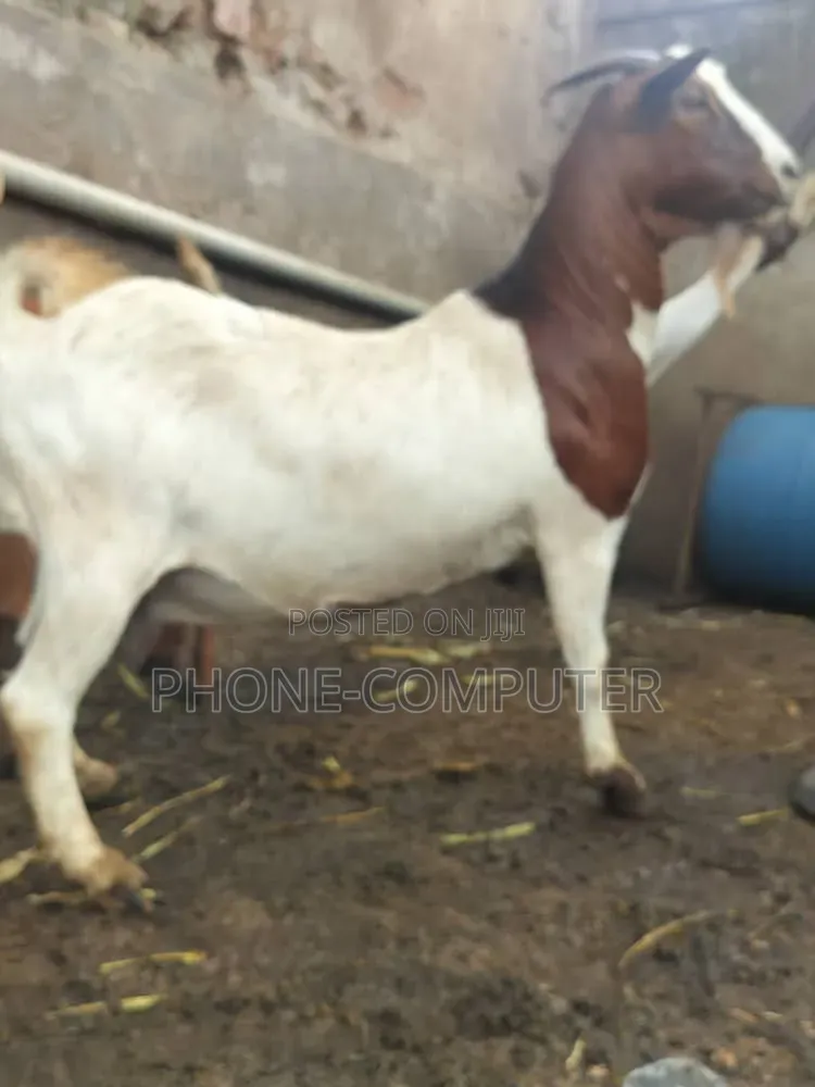 Quality Exotic Goats and Local Goats for Sale