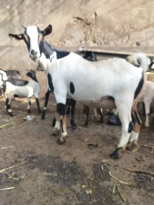 Quality Exotic Goats and Local Goats for Sale