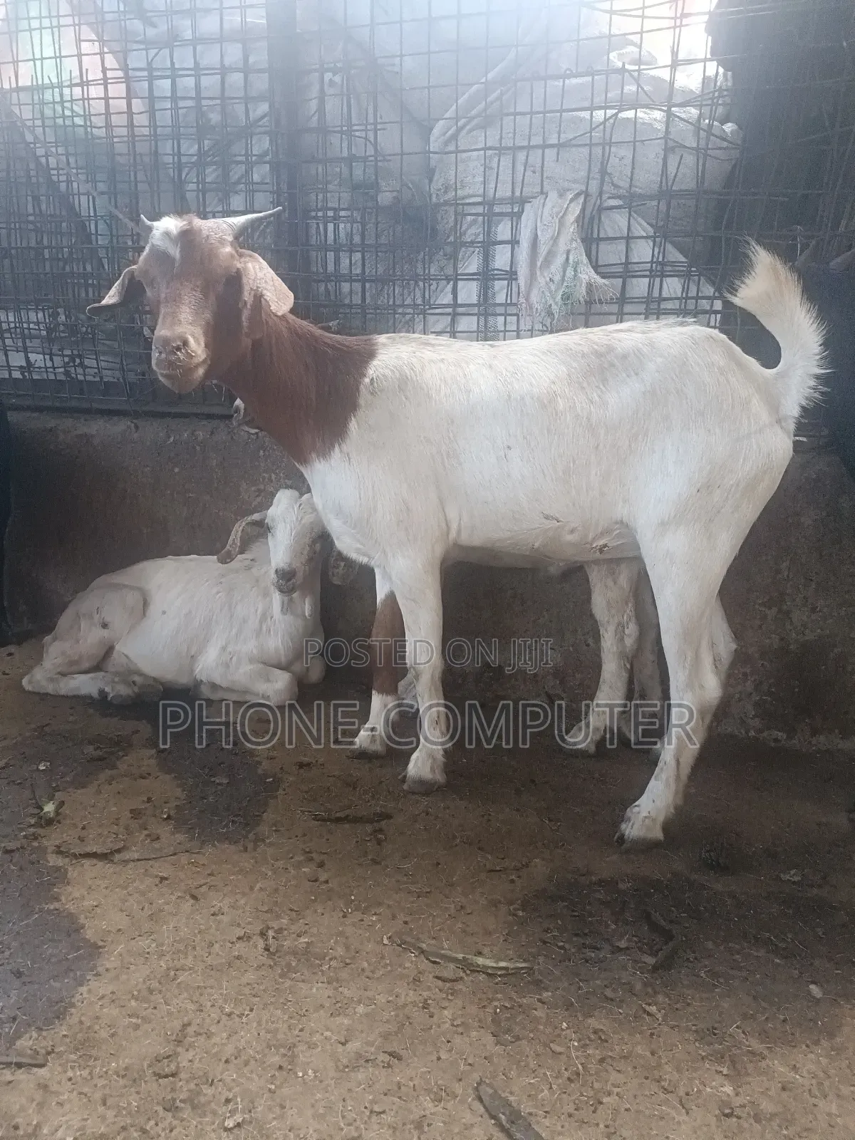 Quality Exotic Goats and Local Goats for Sale