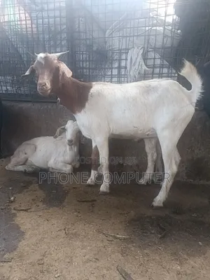 Quality Exotic Goats and Local Goats for Sale