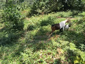 Nanny Goats