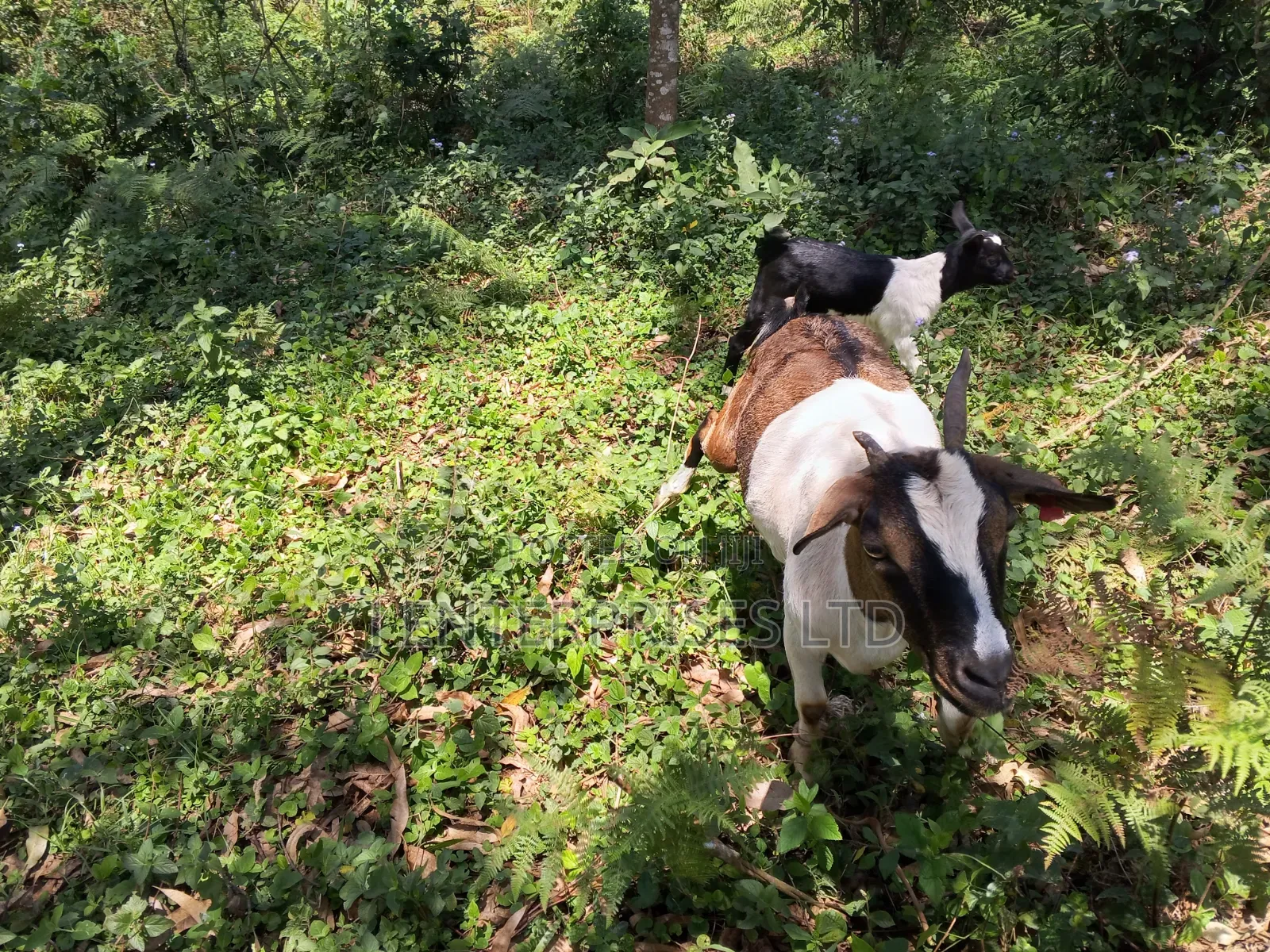 Nanny Goats