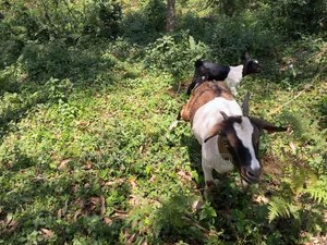 Nanny Goats