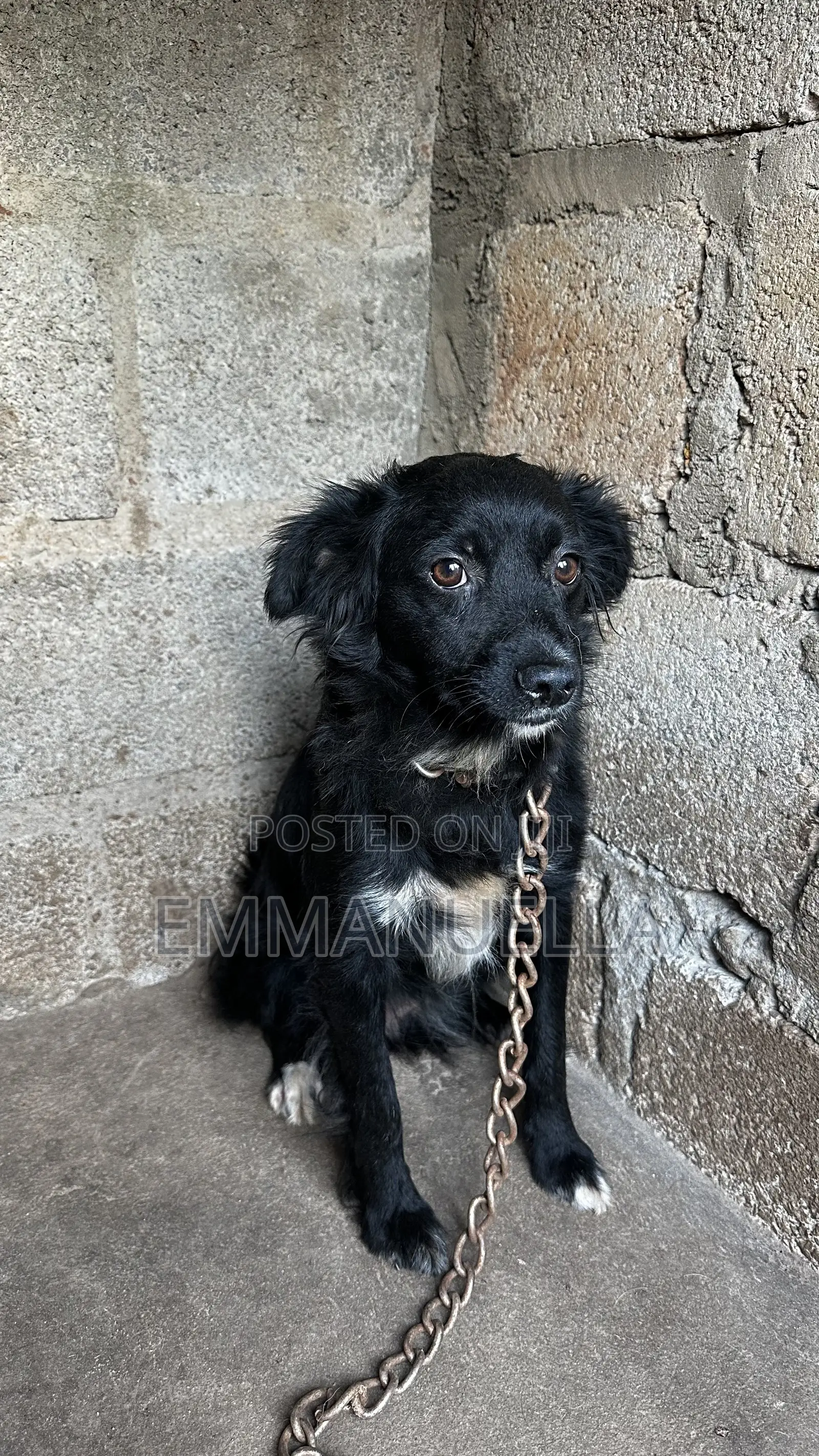 6-12 months Female Purebred Japanese Spitz