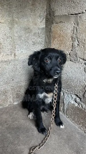 6-12 months Female Purebred Japanese Spitz