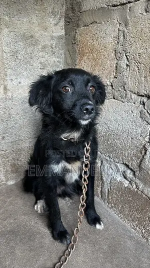 6-12 months Female Purebred Japanese Spitz