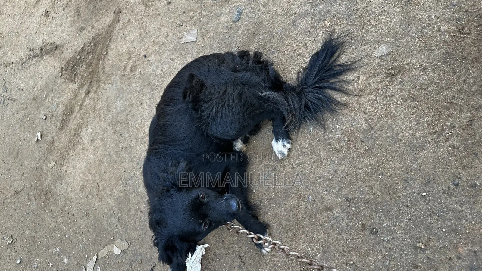 6-12 months Female Purebred Japanese Spitz