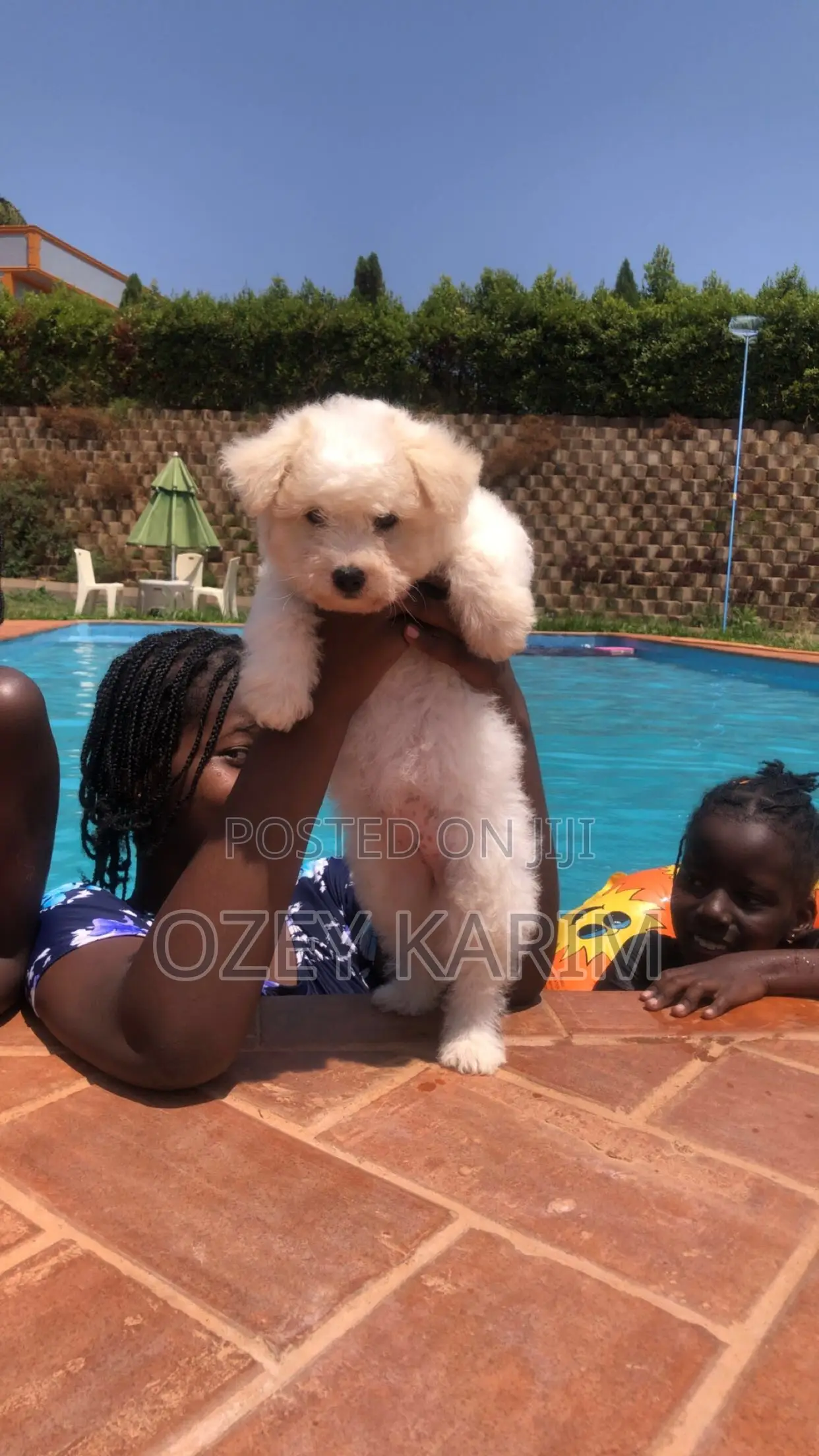 1-3 months Female Purebred Maltese