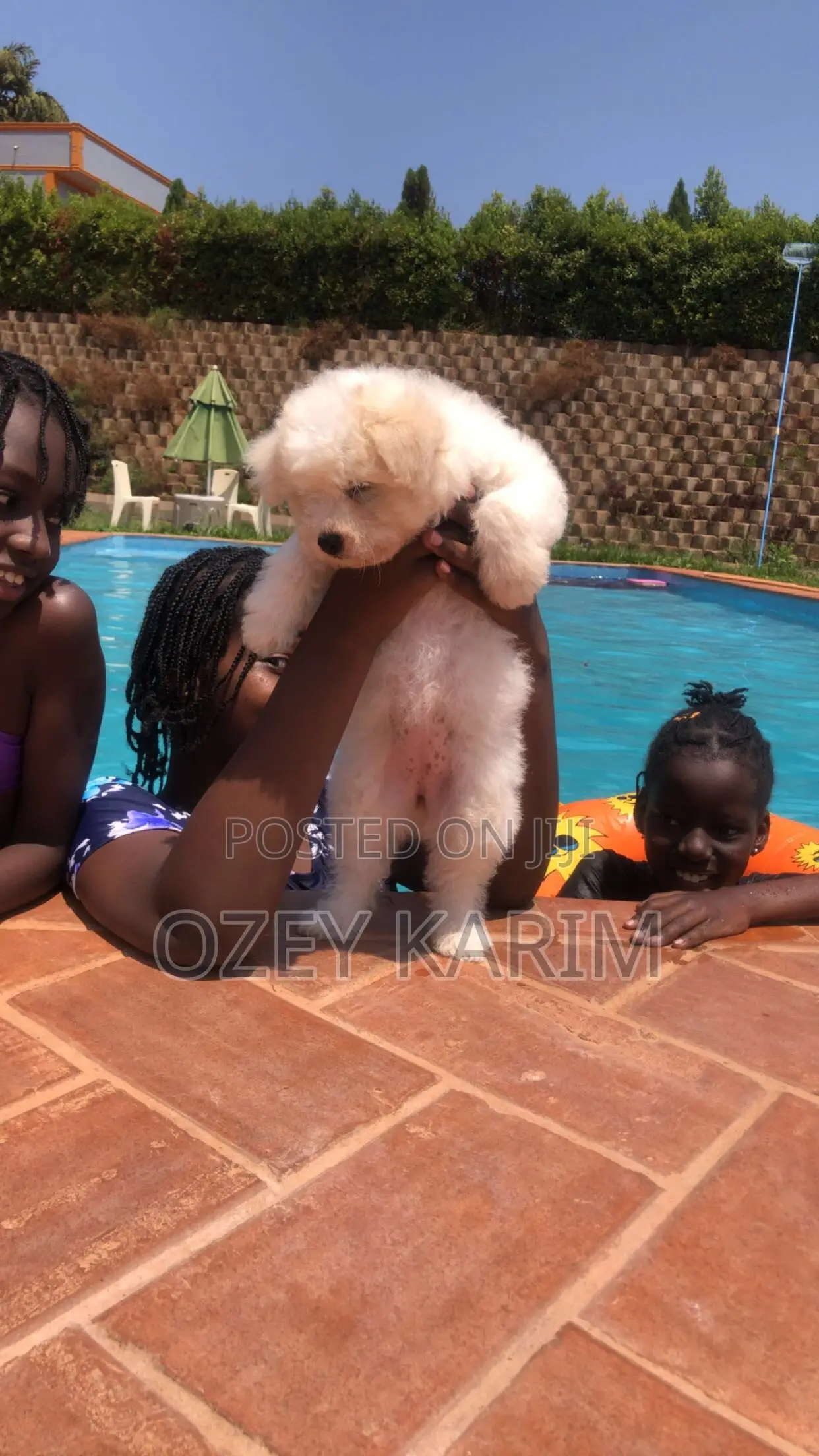 1-3 months Female Purebred Maltese