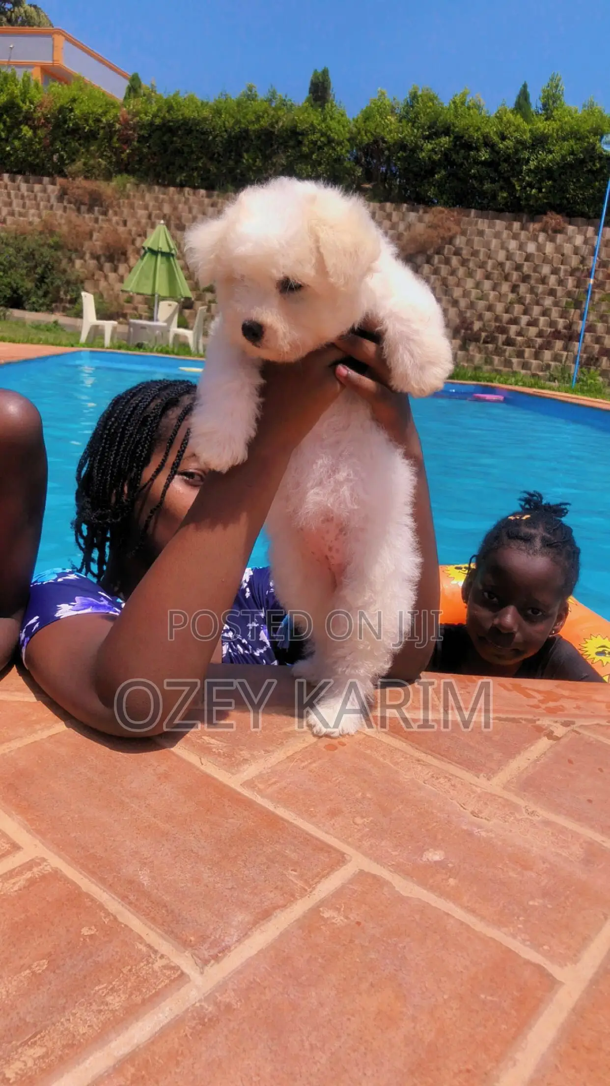 1-3 months Female Purebred Maltese