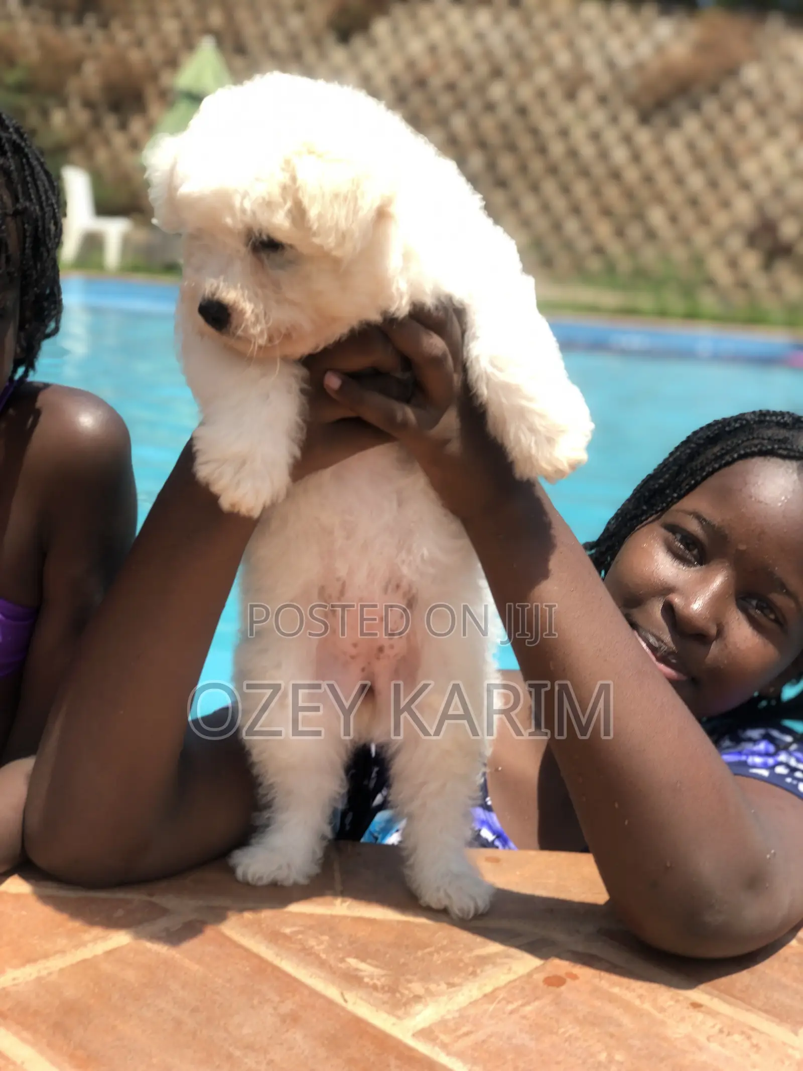 1-3 months Female Purebred Maltese