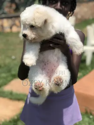 1-3 months Female Purebred Maltese