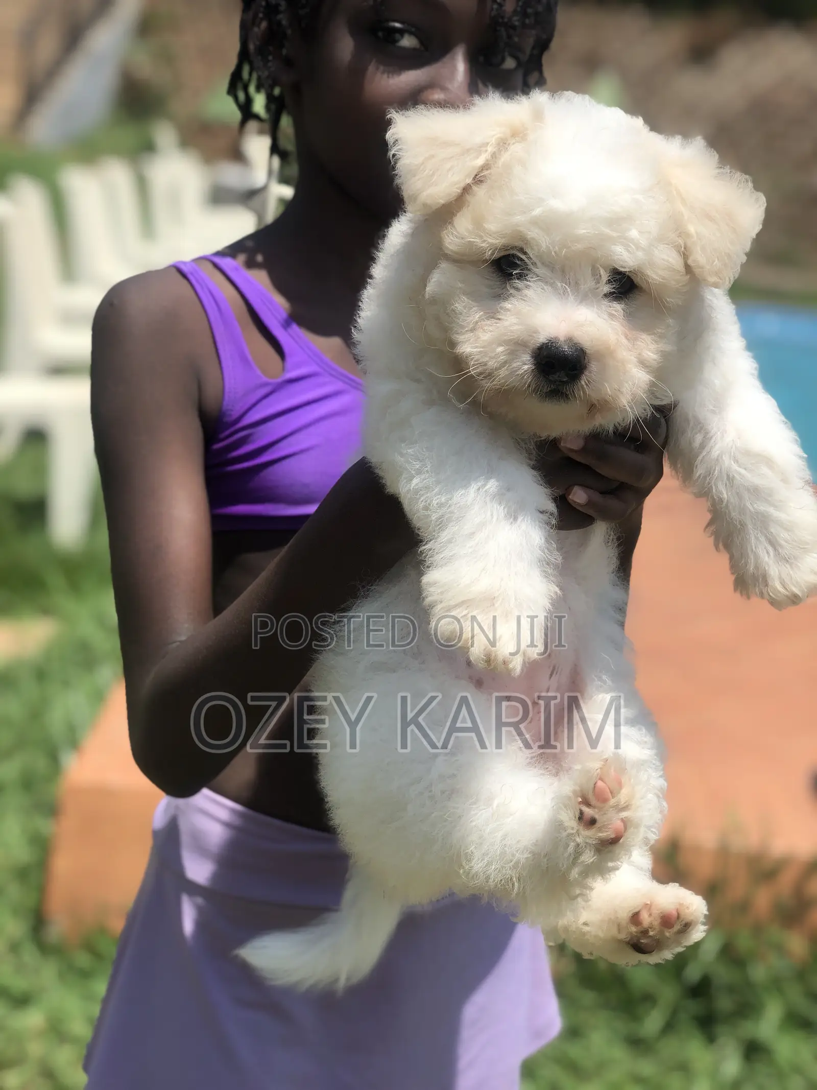 1-3 months Female Purebred Maltese