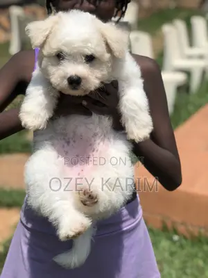 1-3 months Female Purebred Maltese
