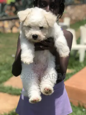 1-3 months Female Purebred Maltese