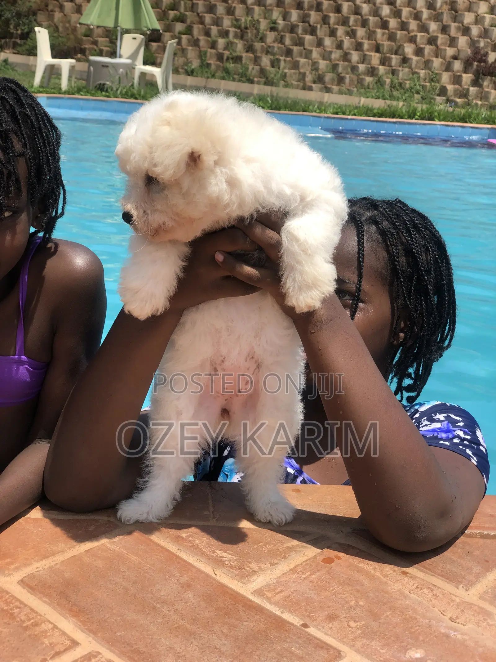 1-3 months Female Purebred Maltese