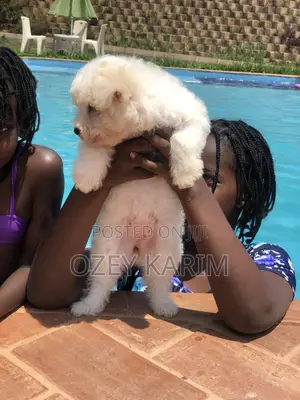 1-3 months Female Purebred Maltese