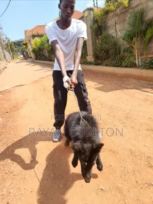 Dog Training