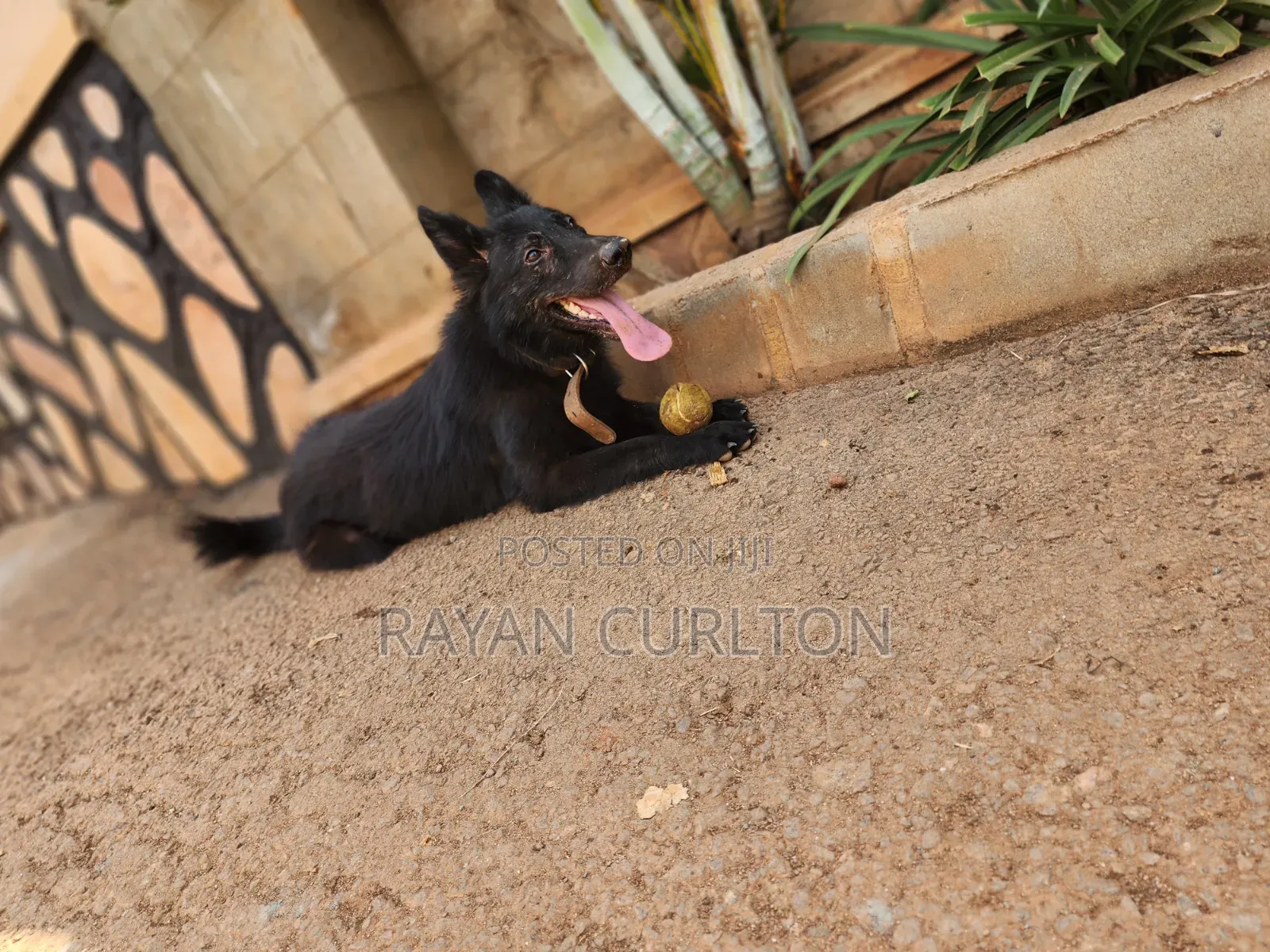 Dog Training