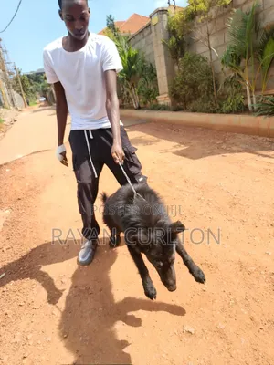 Dog Training