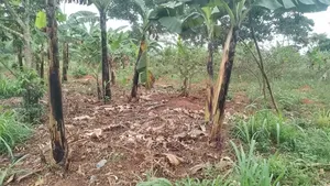 Plot for Sale in Namulesa Jinja City