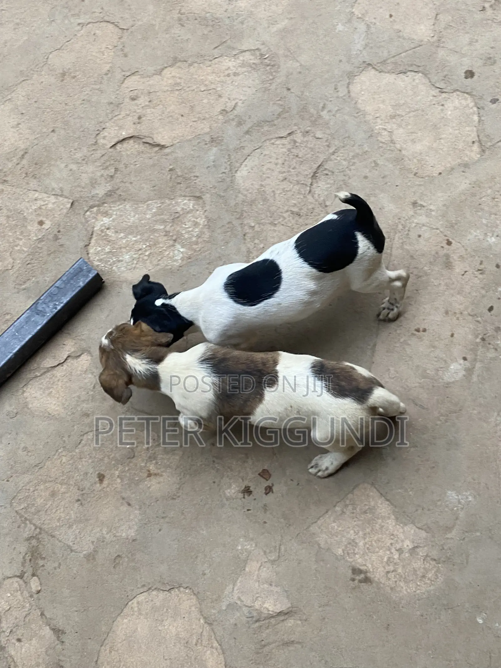 1-3 months Male Purebred Jack Russell Terrier