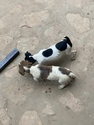1-3 months Male Purebred Jack Russell Terrier