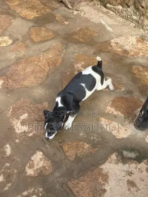 1-3 months Male Purebred Jack Russell Terrier