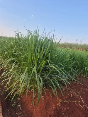 Plot for Sale Bugembe Town Council Jinja City