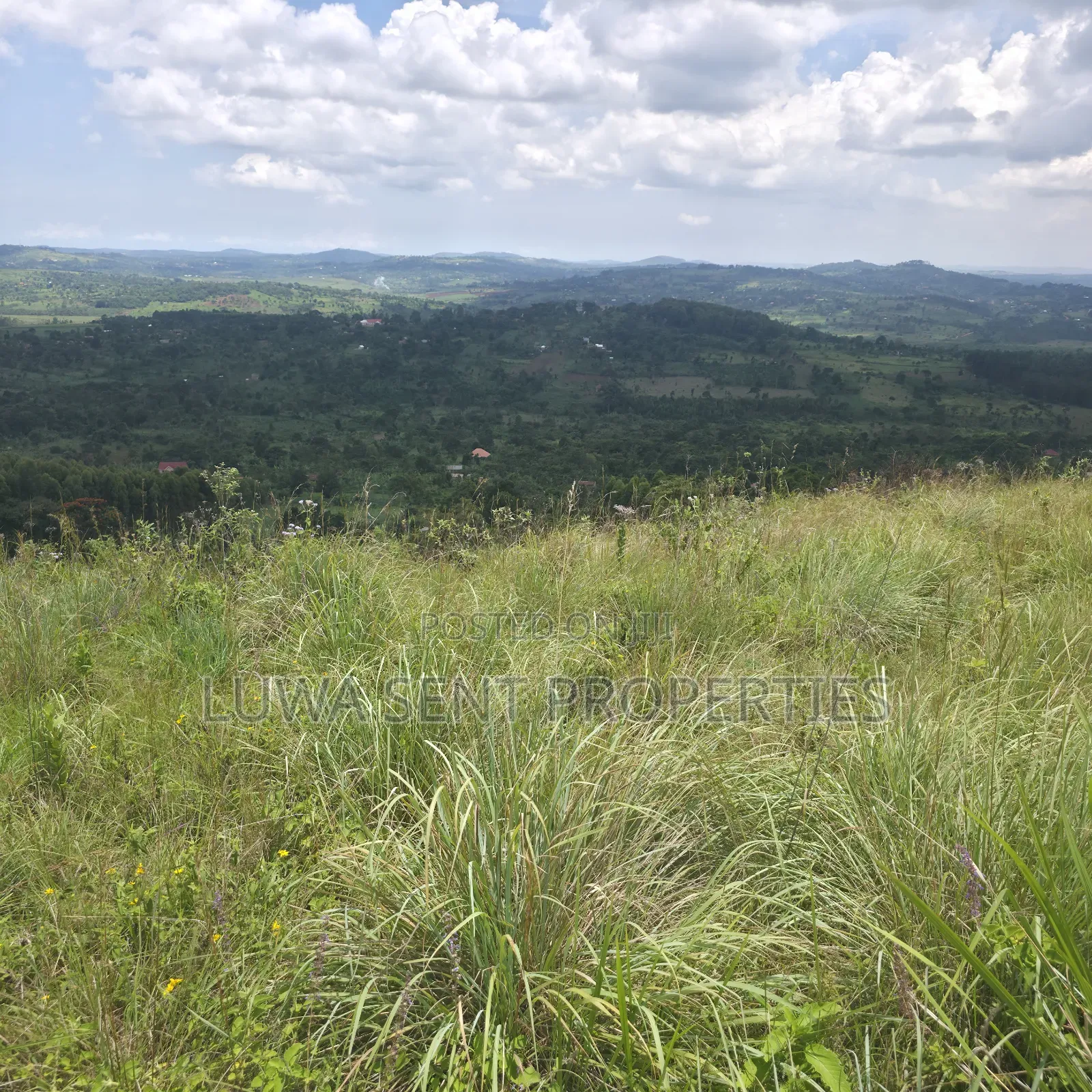 1 Sq Mile Msilo Land for Sale NAKASONGOLA
