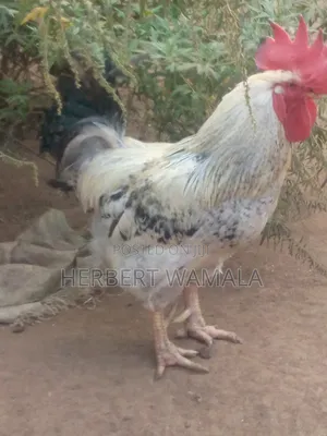 Local Cock Hen
