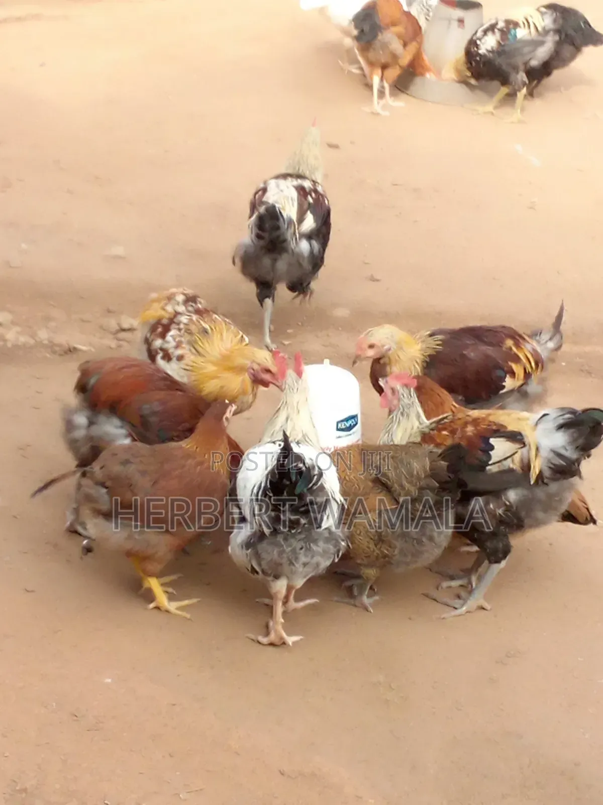 Local Cock Hen