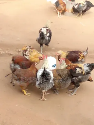 Local Cock Hen