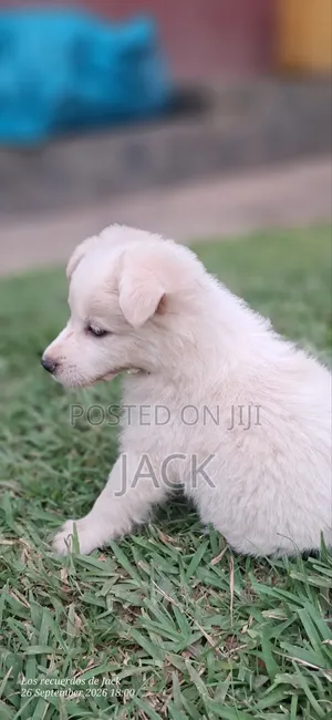 1-3 months Male Purebred Japanese Spitz