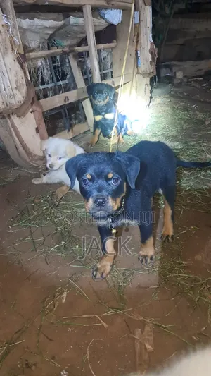 1-3 months Male Purebred Rottweiler