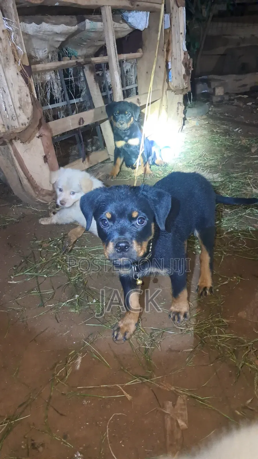 1-3 months Male Purebred Rottweiler