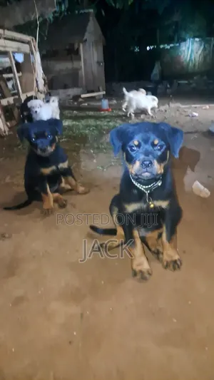 1-3 months Male Purebred Rottweiler