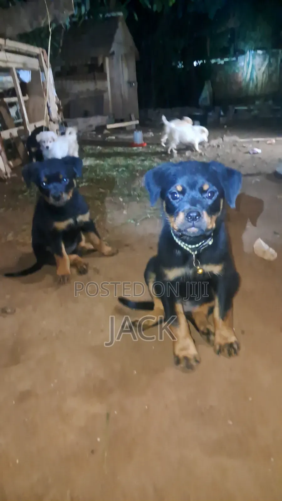 1-3 months Male Purebred Rottweiler