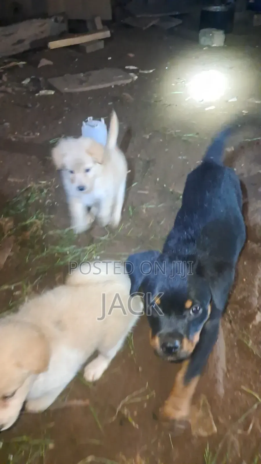 1-3 months Male Purebred Rottweiler