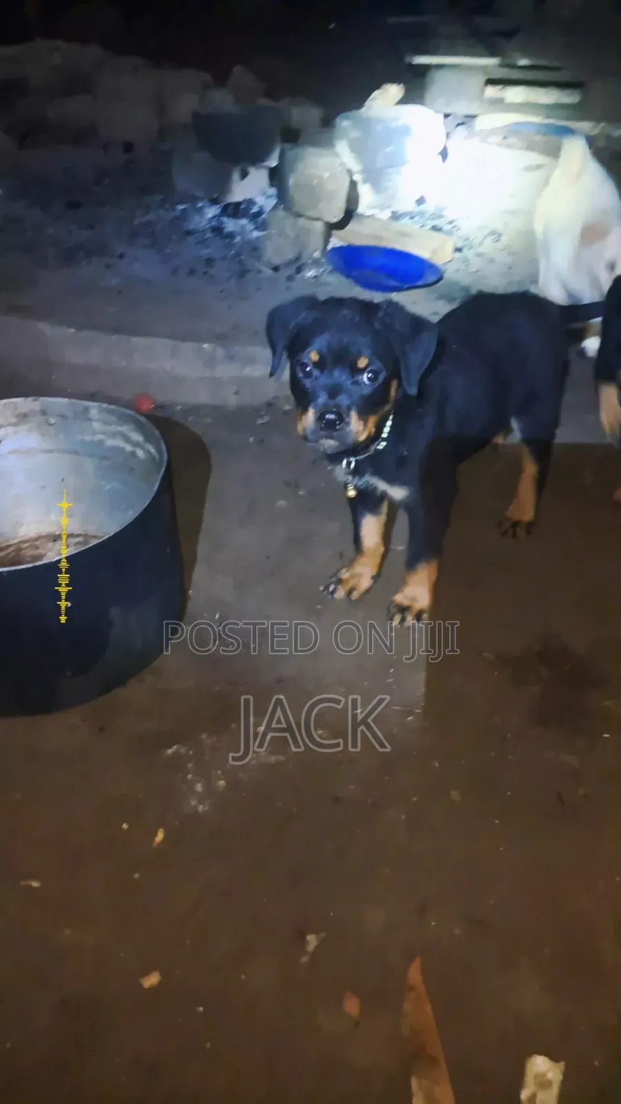 1-3 months Male Purebred Rottweiler