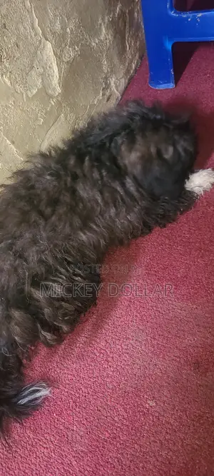 1-3 months Male Purebred Maltese