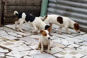 3-6 months Female Purebred Jack Russell Terrier