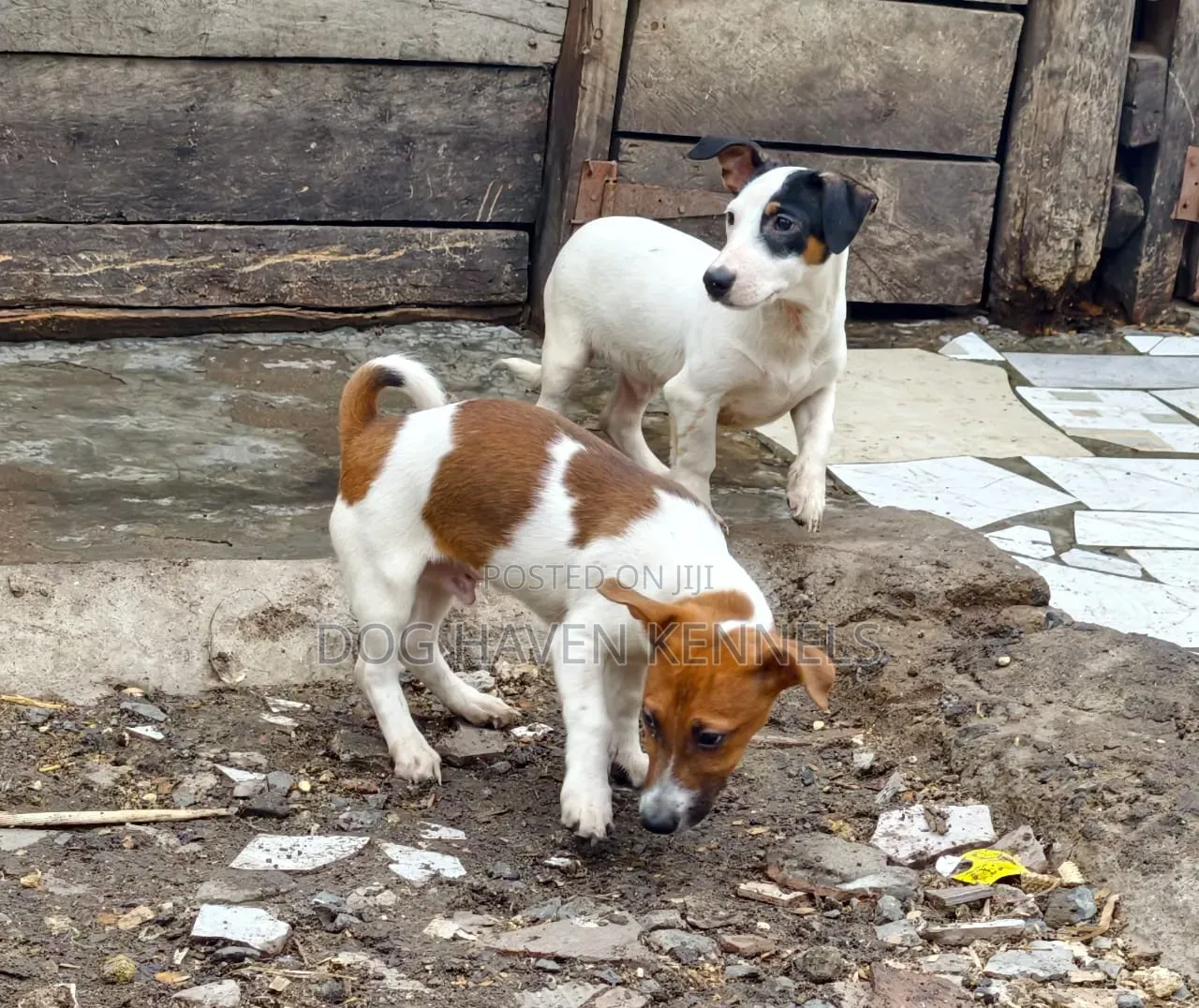 3-6 months Female Purebred Jack Russell Terrier