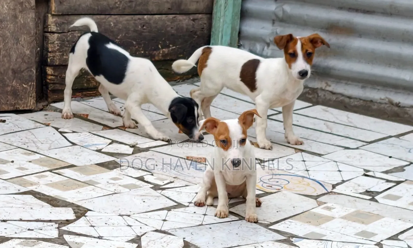 3-6 months Female Purebred Jack Russell Terrier