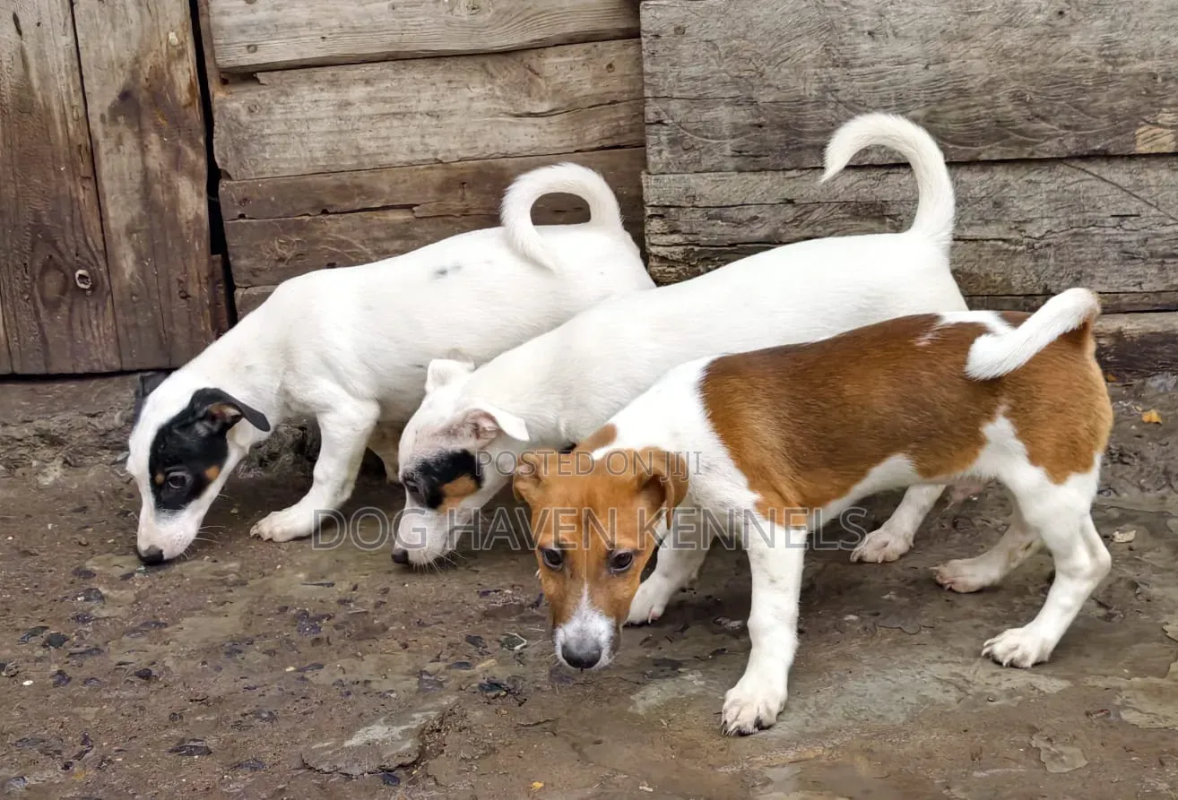 3-6 months Female Purebred Jack Russell Terrier