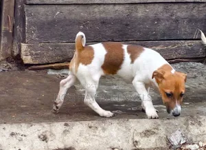 3-6 months Male Purebred Jack Russell Terrier