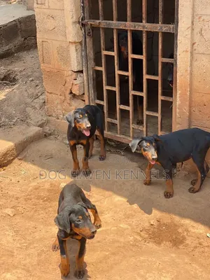3-6 months Male Purebred Doberman Pinscher