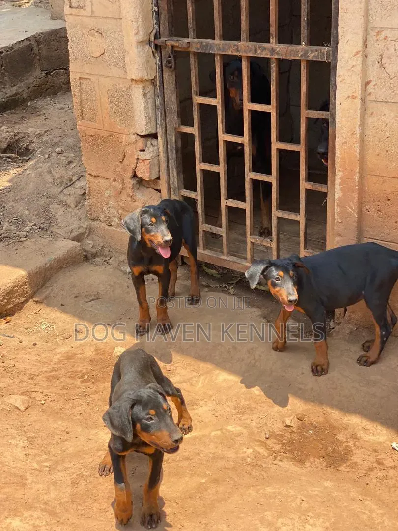 3-6 months Male Purebred Doberman Pinscher